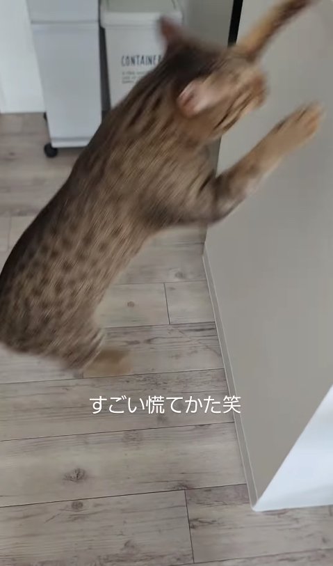 ジャンプしている猫
