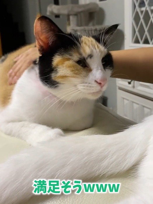 背中をなでられる猫