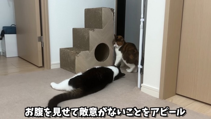 おなかを見せるうま次郎くん