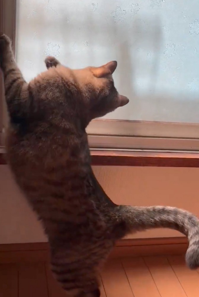 ヤモリを見る猫