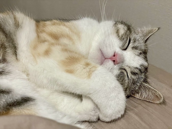 両手を顔の横に添えて眠る猫