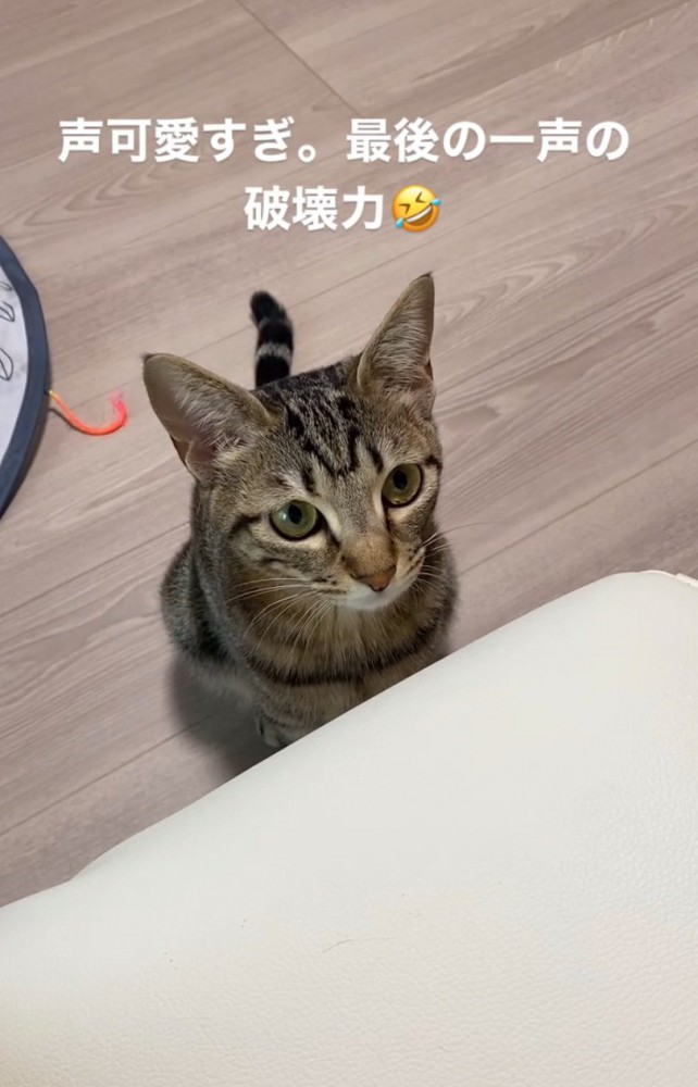 戸惑う猫2