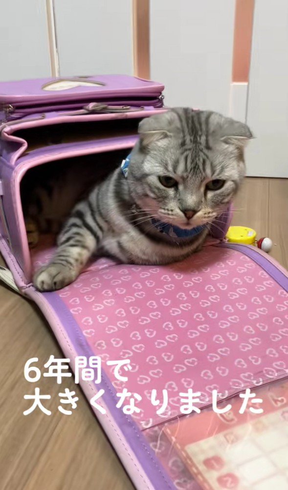 ランドセルに入った猫