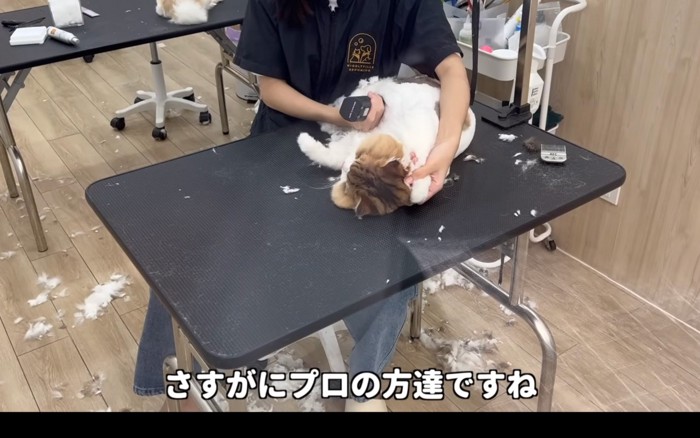 刈られる猫