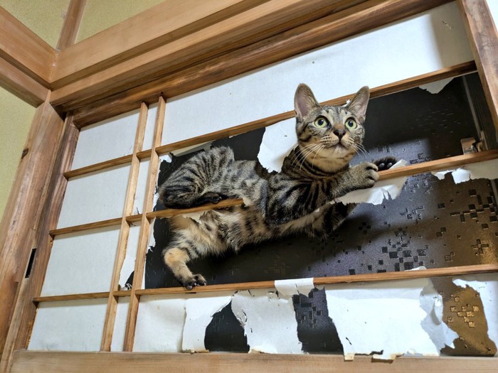 障子の桟にしがみつく猫