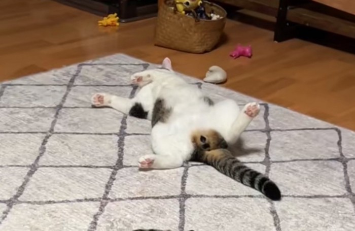 足を広げて休憩する猫