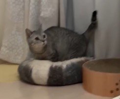 走り去る子猫を見てビクッとするスコティッシュフォールド