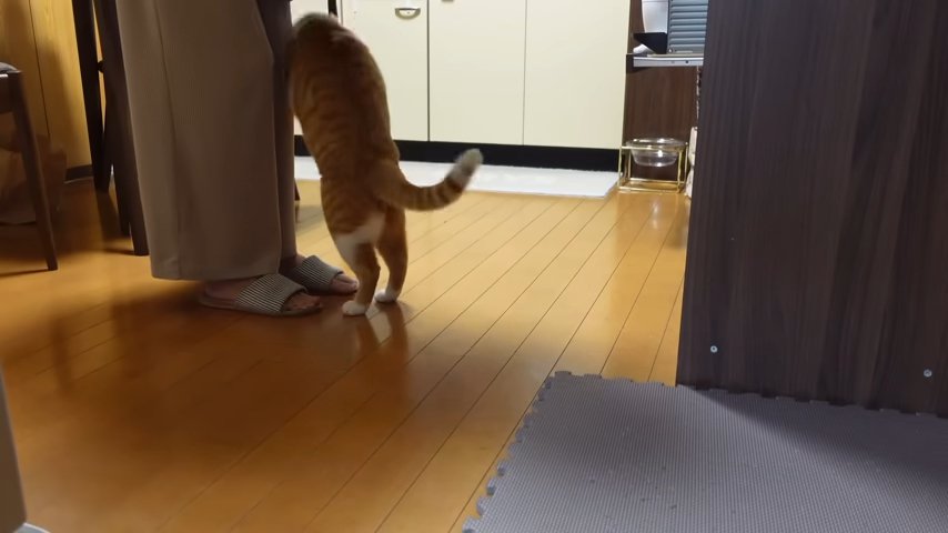 足に飛びかかる猫