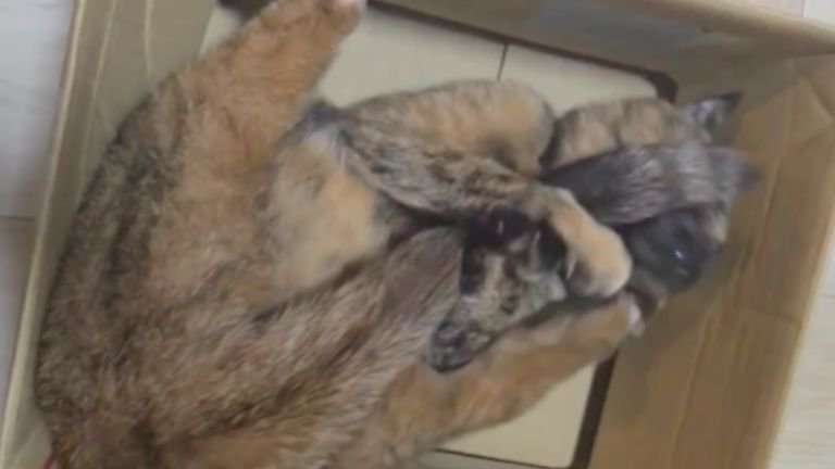 ダンボールに入っている猫