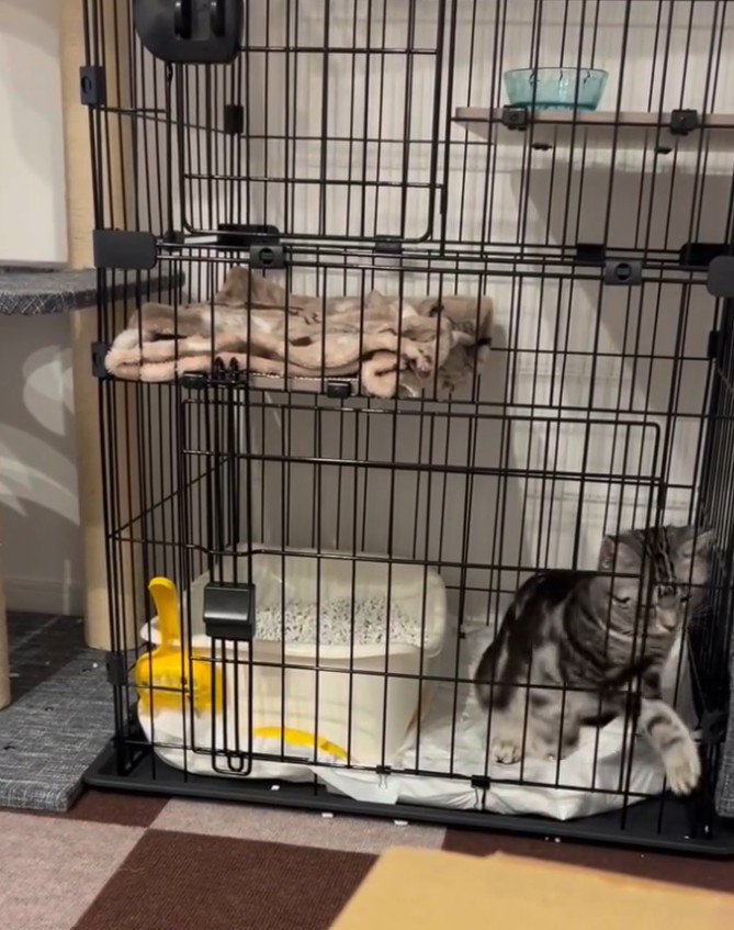 ケージから手を出す猫