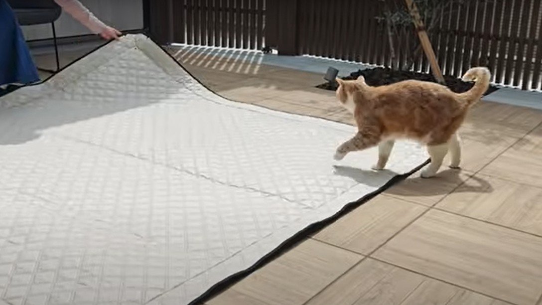 レジャーシートと猫