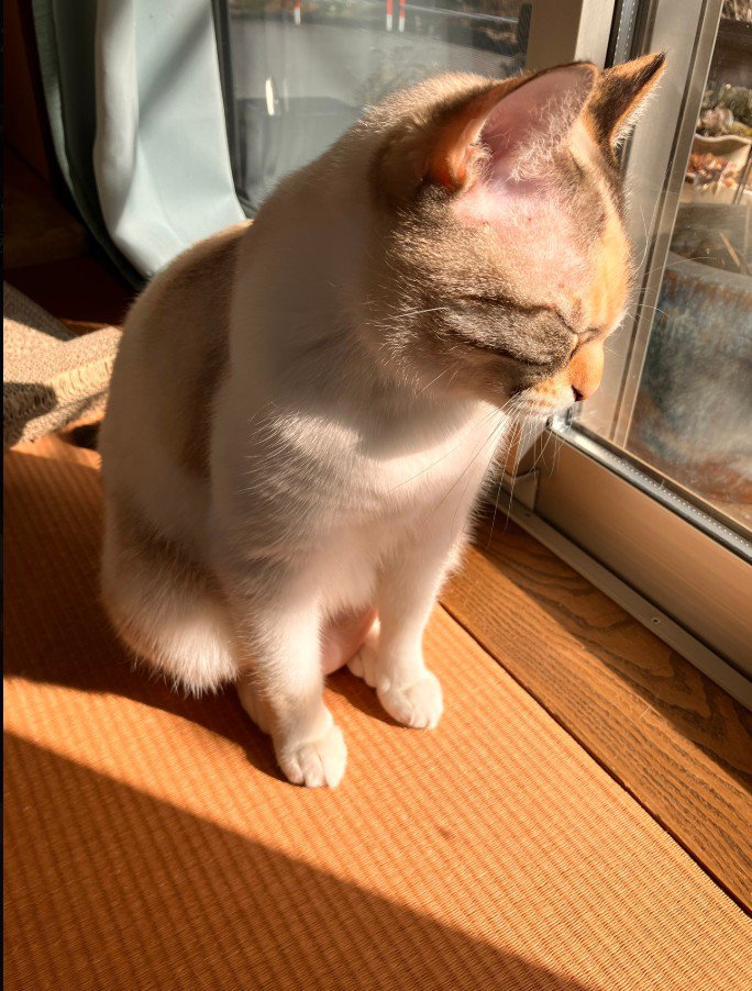 おすわりしながらウトウトする猫