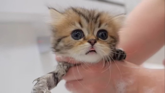 子猫の顔のアップ