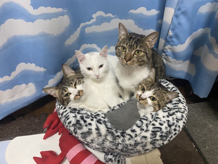 寄り添う猫たち