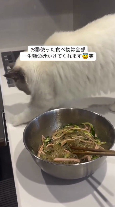 飼い主のごはんに向かって砂かけをする仕草を見せる猫