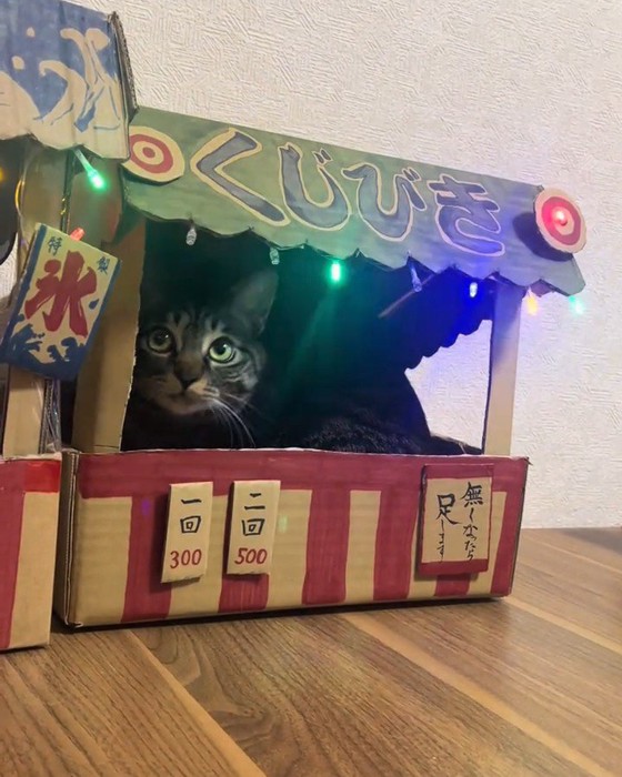 ダンボールのおもちゃの中にいる猫