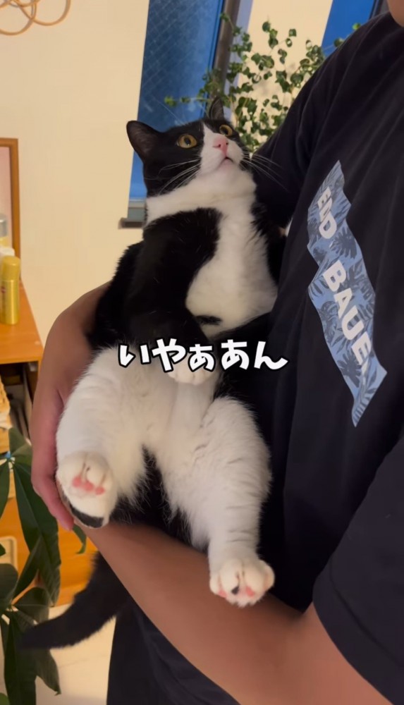 男性に抱っこされる猫「いやぁあん」の文字