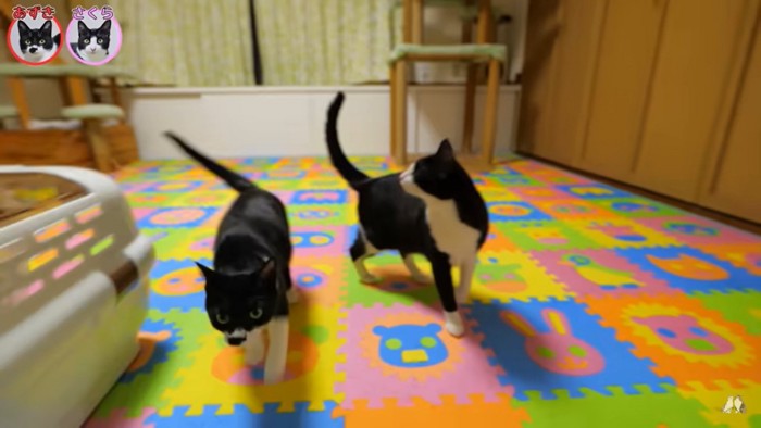 あずき・さくら「ただいま」