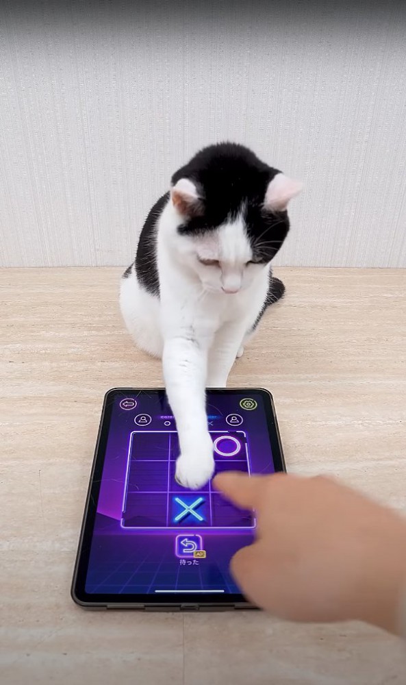 タブレットのマス中央を触る猫