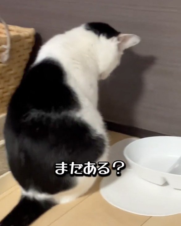 聞いてる猫