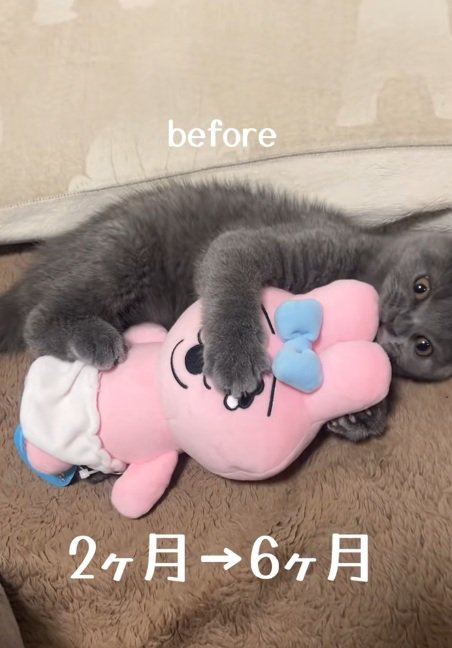 ぬいぐるみを抱いてかじっているブリティッシュショートヘアの子猫