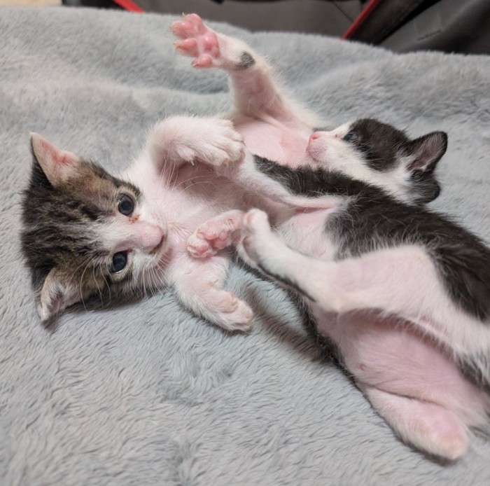 蹴り合う2匹の猫