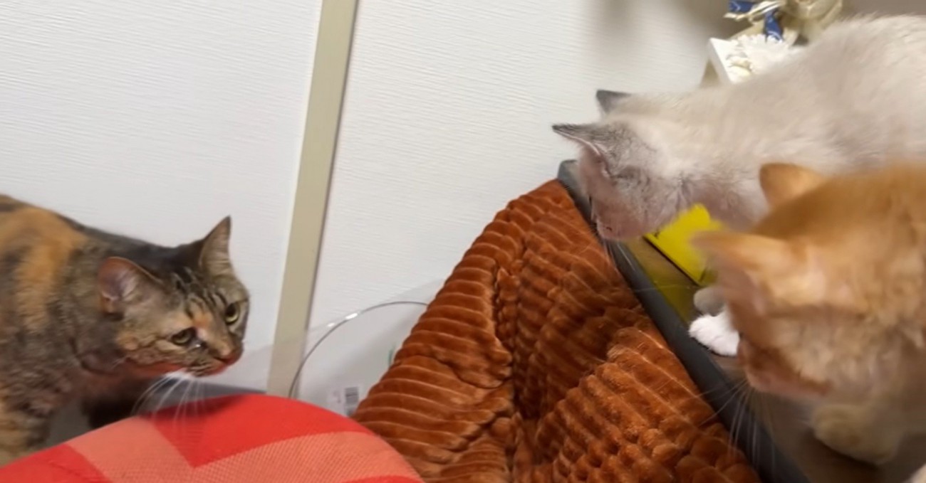 歩いている猫とそれを見ている2匹の子猫