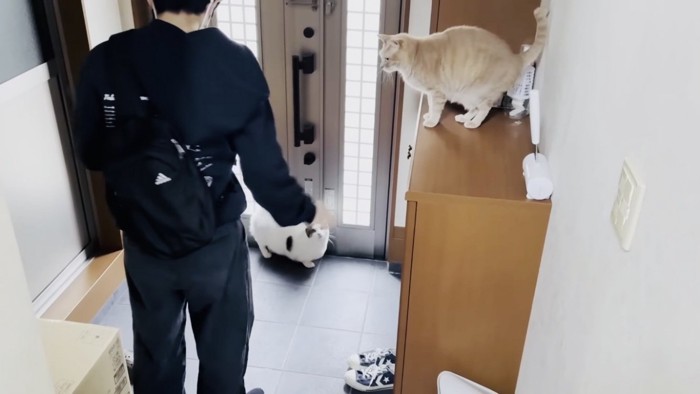 玄関の靴箱の上でお兄ちゃんをお見送りするミックス猫と玄関で待つ牛柄猫