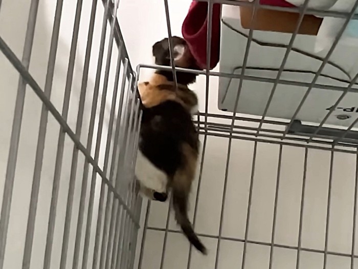 ケージの天井から頭を出す三毛猫の子猫