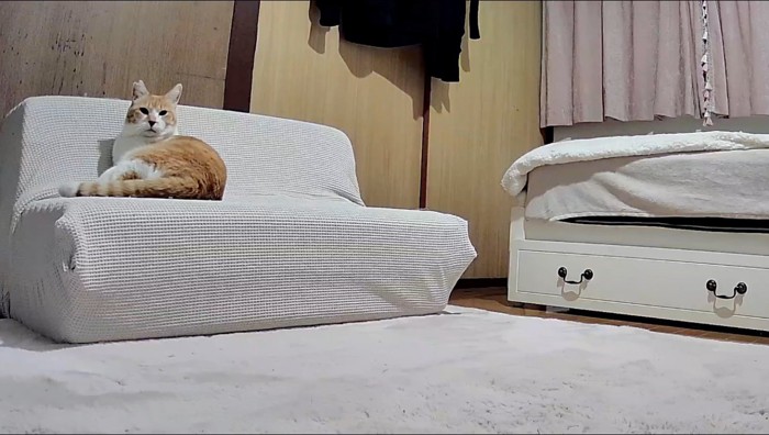 ソファの上に寝転がる猫