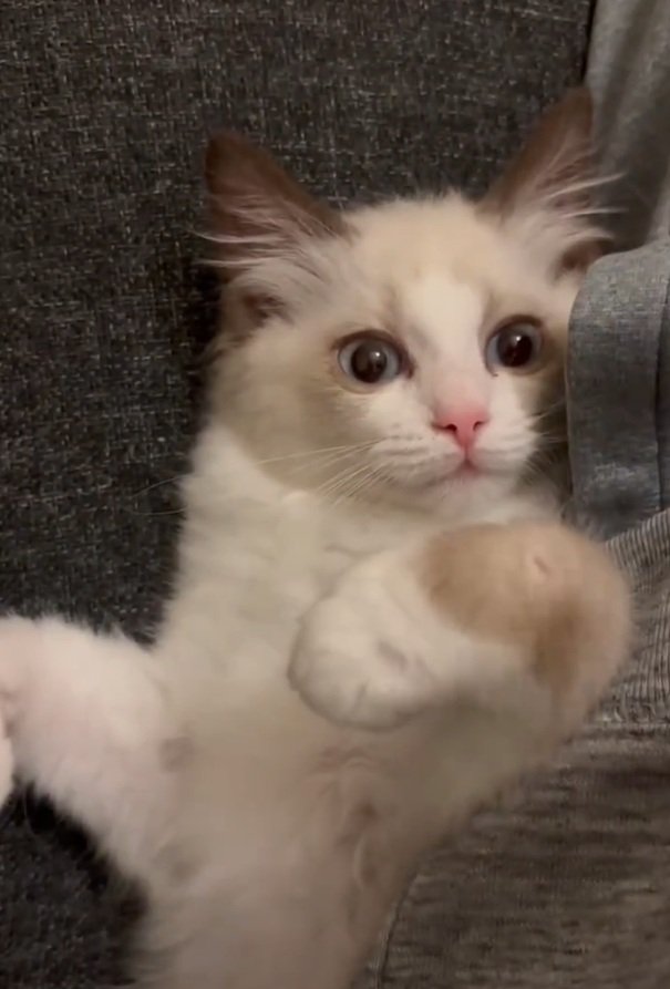 抱っこされるシェルちゃん