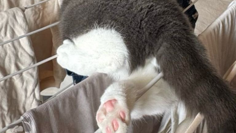 タオルハンガーの上にいる猫