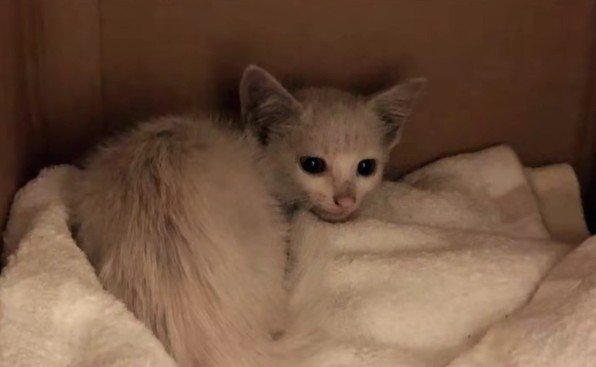 保護されたばかりの子猫