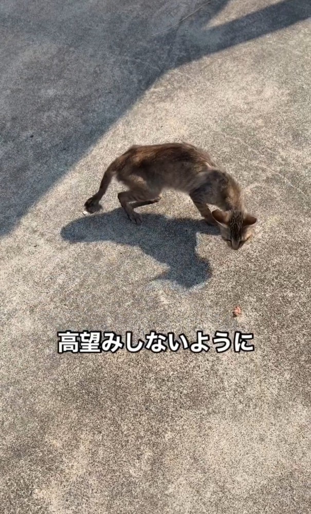 コンクリートの上を歩く猫