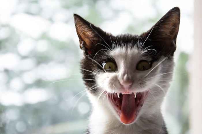 逆光スクリーム猫
