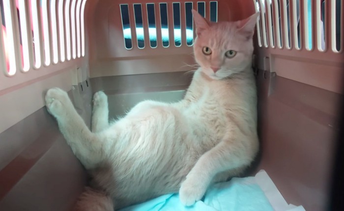 再び座り直す猫