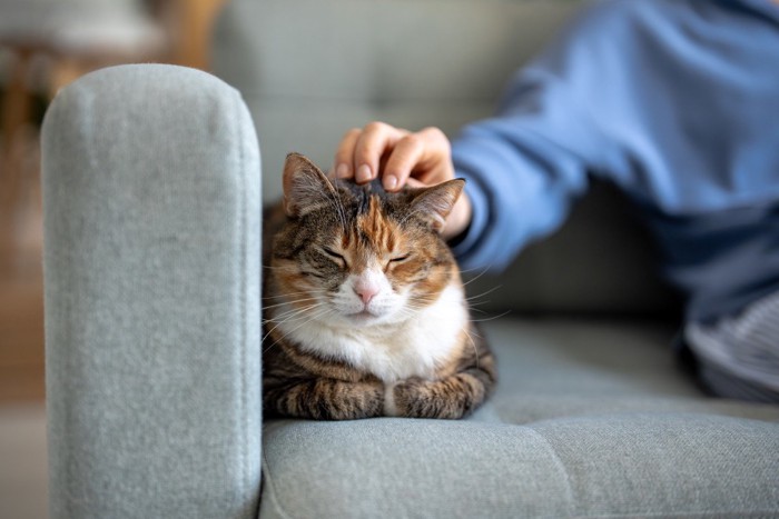 香箱座りの猫