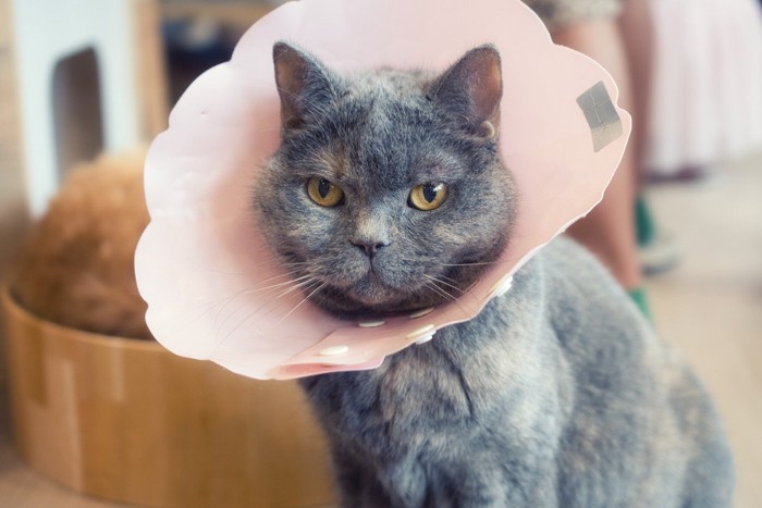 カラーを付けた猫