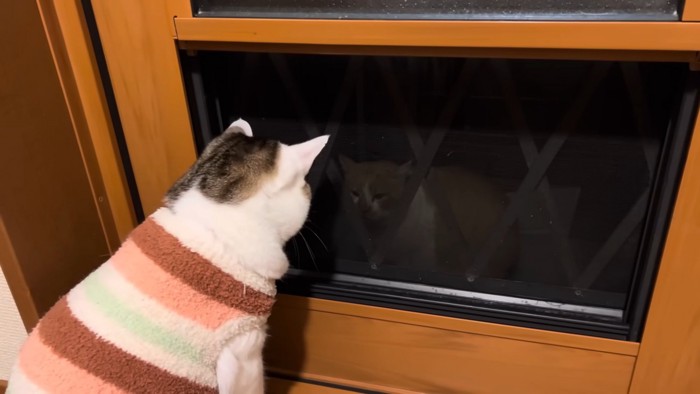 窓の外を見る猫と外から中を見る猫