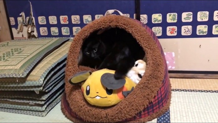 黒猫に体を踏まれる犬