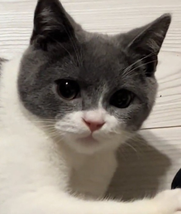 飼い主さんを見る猫