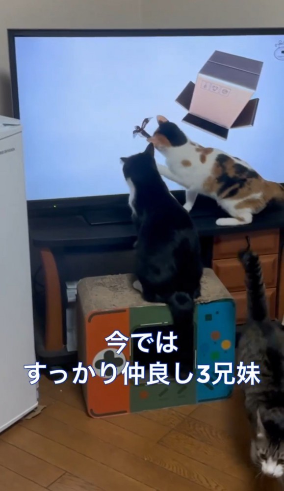 テレビ画面で遊ぶ2匹の猫1