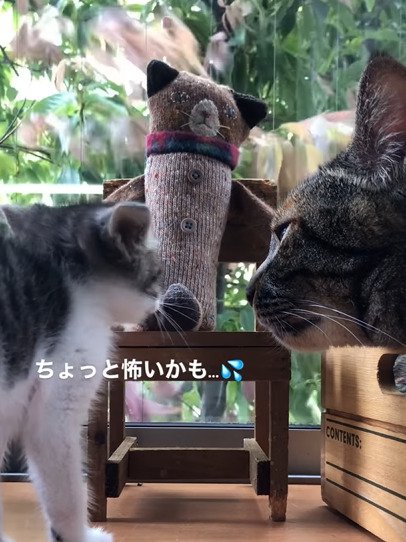 顔を反らす子猫