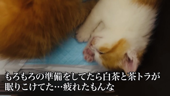 猫用キャリーの中で眠る茶トラ子猫と白茶子猫