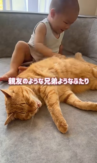 ソファーの上にいる猫と赤ちゃん