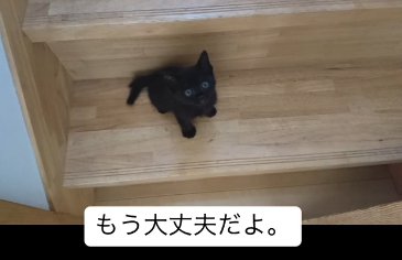 階段に座る子猫