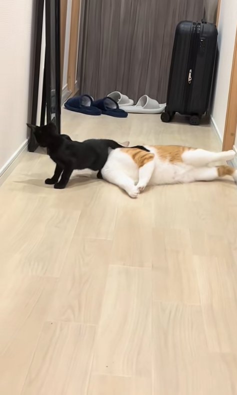 床に寝そべる茶白猫と横に黒猫