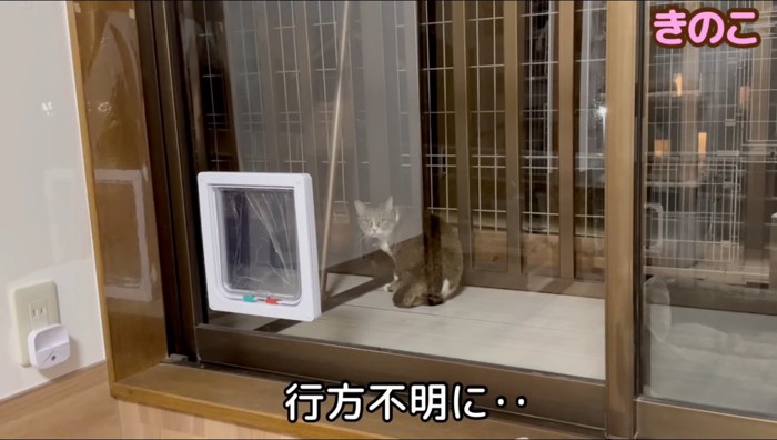 ベランダに出るキジ白猫