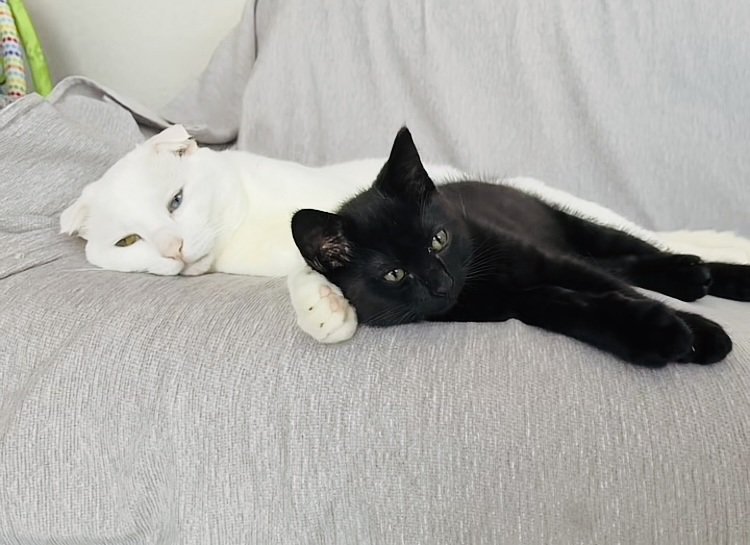 ソファで横になる白猫と黒猫