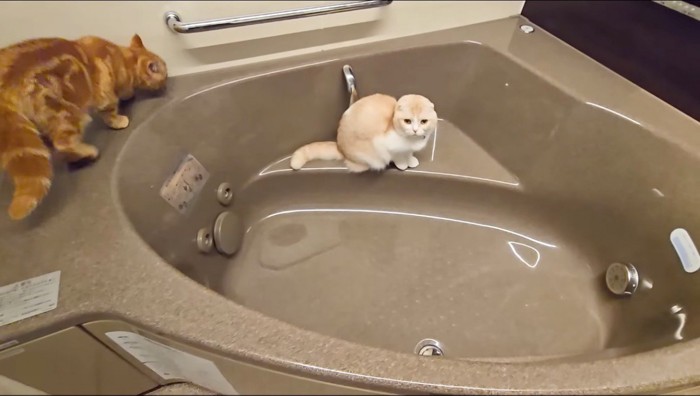 浴槽の縁を歩き回る茶色い猫と、浴槽の中に座り込むクリーム色の猫